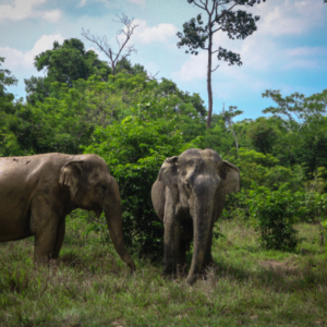Kulen Elephant Forest