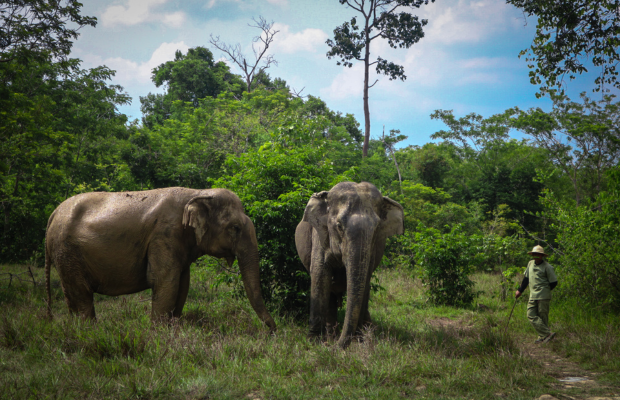 Kulen Elephant Forest